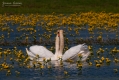 078_Biebrza - kwiecien 2011